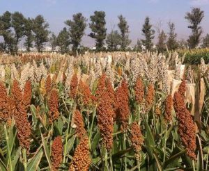 اطلاعات مفید کشاورزی