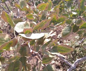 کاهش کلر کشاورزی