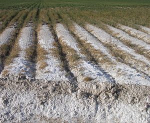 خاک های شور