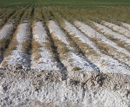 خاک های شور